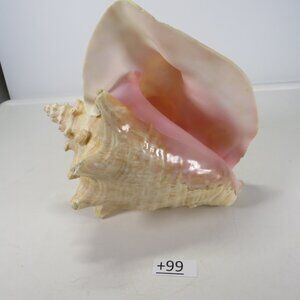 Large Real Conch Sea Shell 8.5" x 8" wide 7.5" tall has some chips
